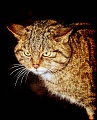 05 Scottish Wildcat
